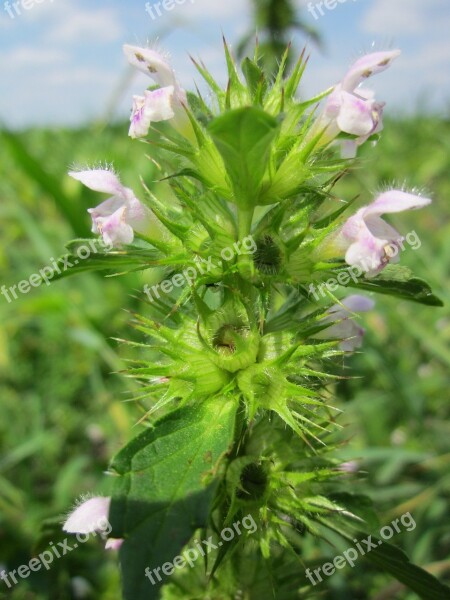 Ballota Nigra Black Horehound Wildflower Flora Botany