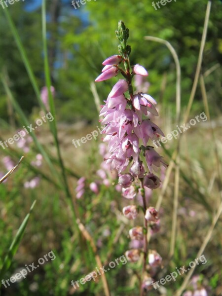 Calluna Vulgaris Common Heather Ling Heather Flora