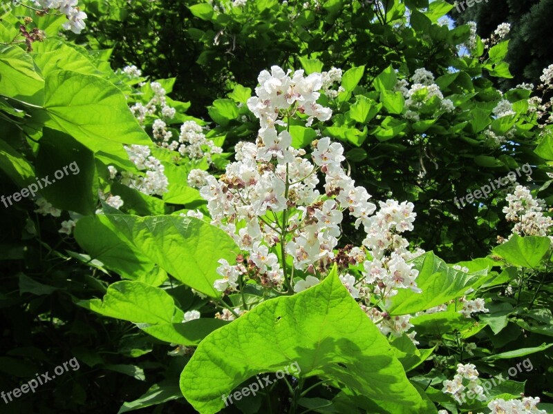 Catalpa Bignonioides Southern Catalpa Cigar Tree Indian Bean Tree Shrub