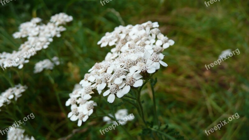 Achillea Millefolium Yarrow Common Yarrow Wildflower Inflorescence