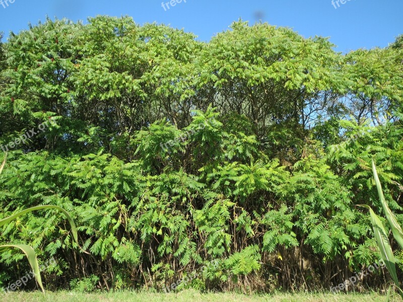 Rhus Typhina Staghorn Sumac Stag's Horn Sumac Shrub Tree