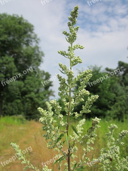 Artemisia Vulgaris Mugwort Common Wormwood Felon Herb Chrysanthemum Weed