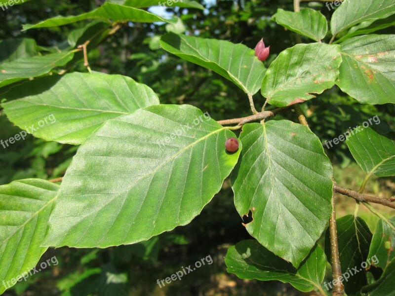 Fagus Sylvatica European Beech Common Beech Leaves Macro