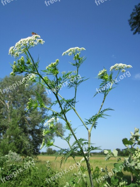 Chaerophyllum Bulbosum Turnip-rooted Chervil Tuberous-rooted Chervil Bulbous Chervil Parsnip Chervil