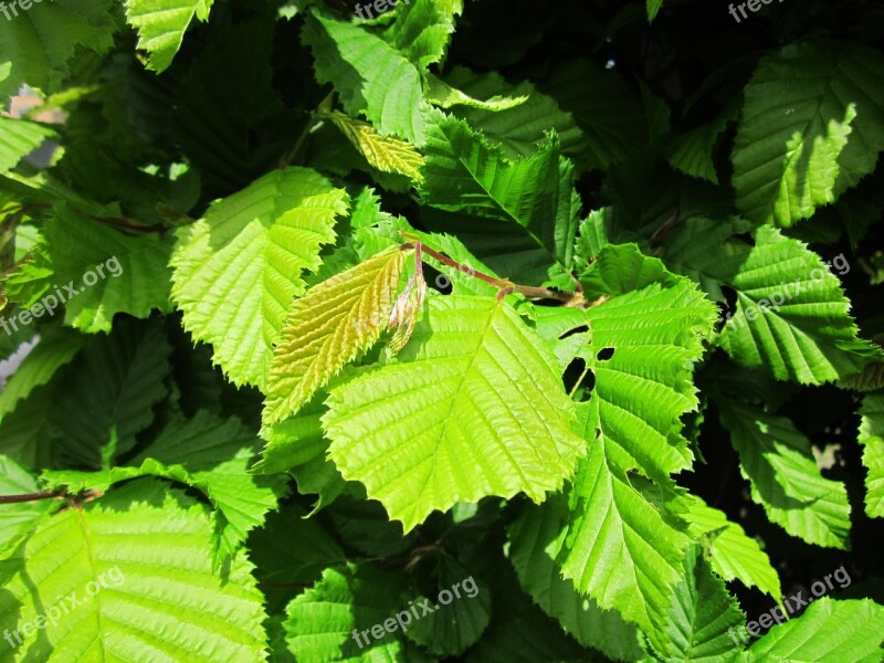 Carpinus Betulus European Hornbeam Common Hornbeam Tree Shrub