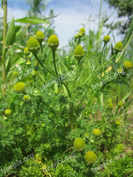 Matricaria Discoidea Pineappleweed Wild Chamomile Disc Mayweed Wildflower