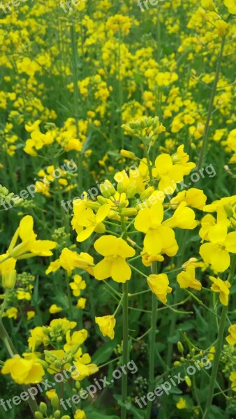 Rape Sea Of Flowers Yellow Flower Free Photos