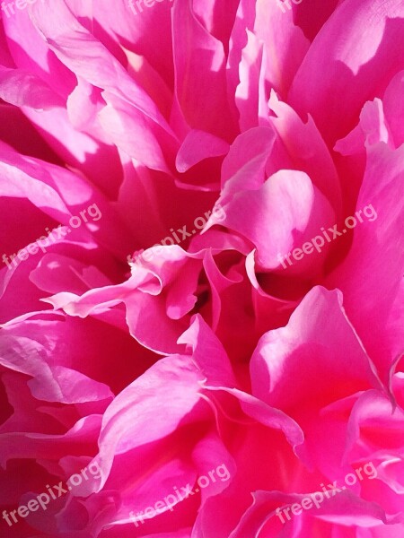 Flower Peony Pink Spring Floral