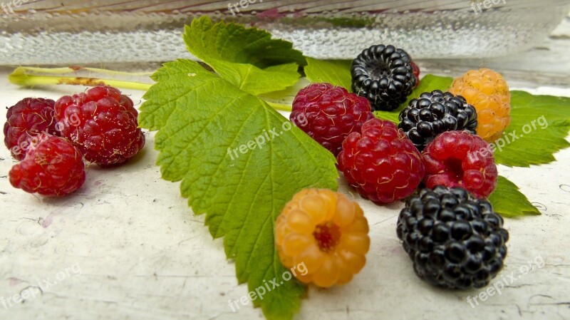 Raspberry Berry Still Life Free Photos