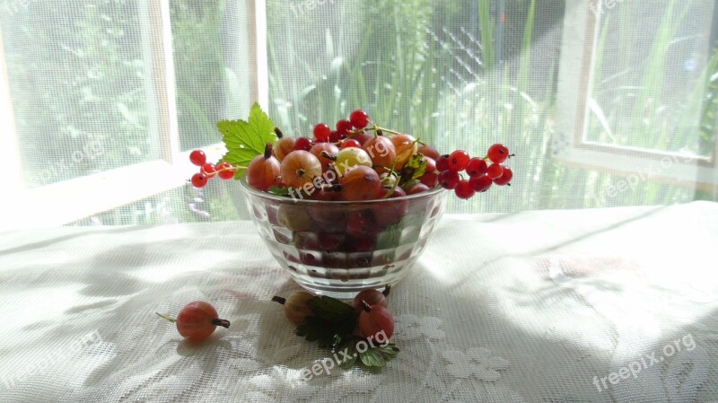 Morning Summer Berry Window Gooseberry