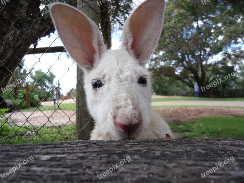 Joey Wildlife Nature Cute Free Photos