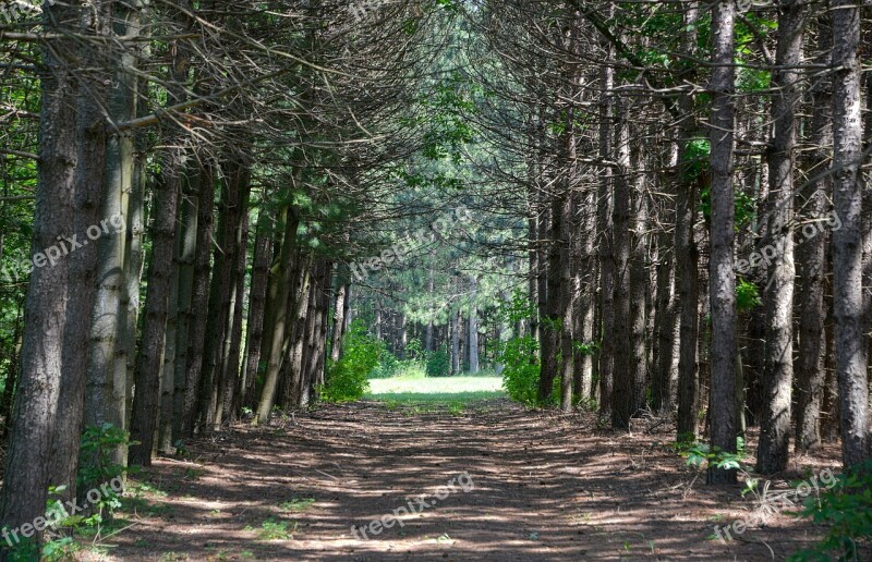 Tree Lined Road Dirt Road Forest Green Path