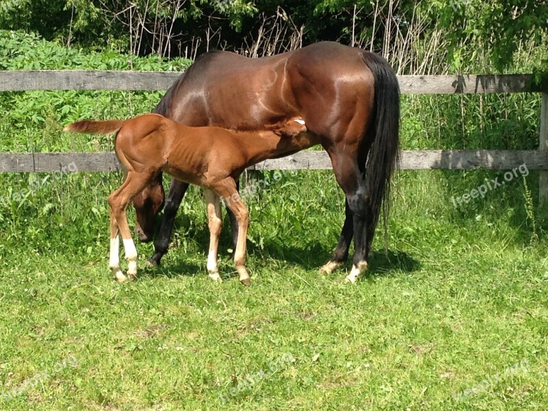 Nursing Horse Foal Baby Mother