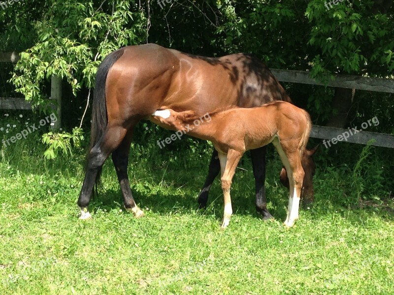 Nursing Horse Foal Mother Baby