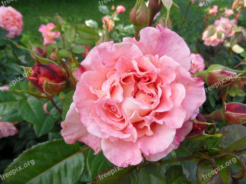 Nature Flower Rose Pink Finnish