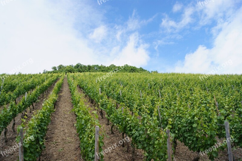 Vines Vineyard Vine Free Photos