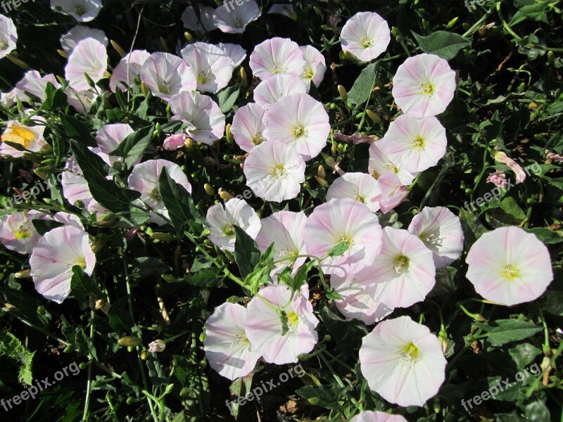 Convolvulus Arvensis Field Bindweed Wildflower Flora Botany