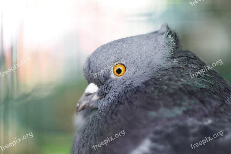 Dove Grey Bird Nature Plumage