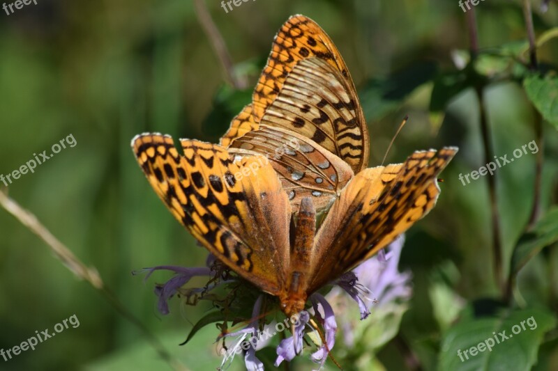 Butterflies Wildflowers Butterfly Summer Nature