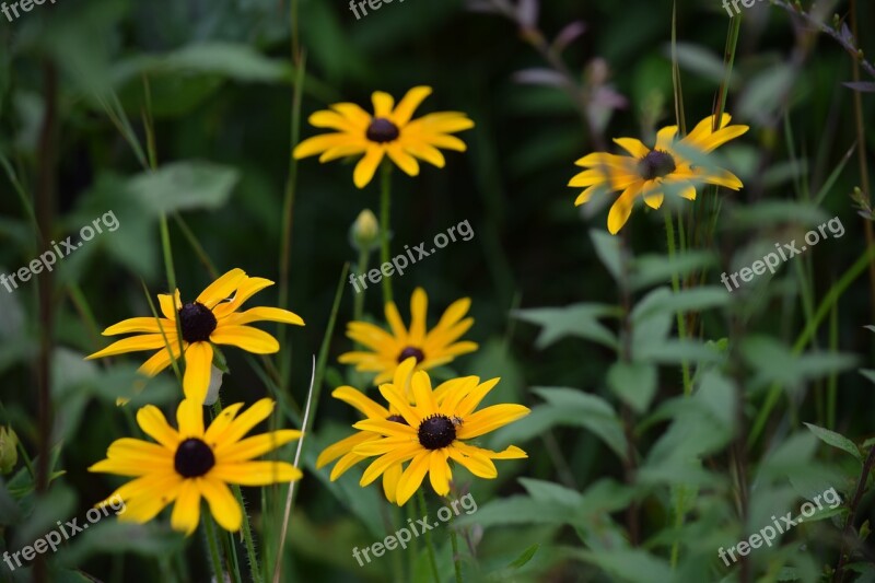 Black-eyed Susan Flowers Yellow Nature Bloom