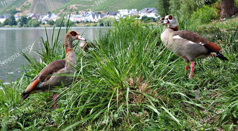 Goose Egypt Bird Nature Family