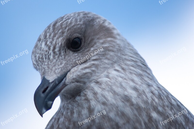 Seagull Young Animal Bird Young Bird Plumage