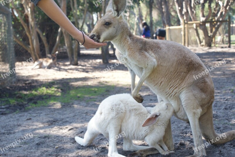 Kangaroo Joey Australia Wildlife Cute