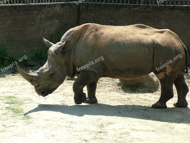 Rhino White Rhino Animal Free Photos