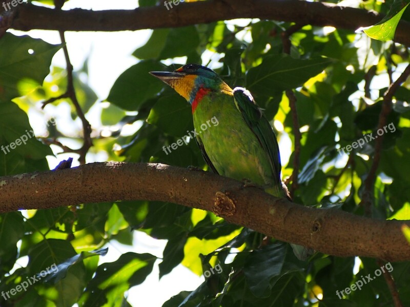 Colored Birds Quasi Woodpecker Monk Muller's Barbet Free Photos