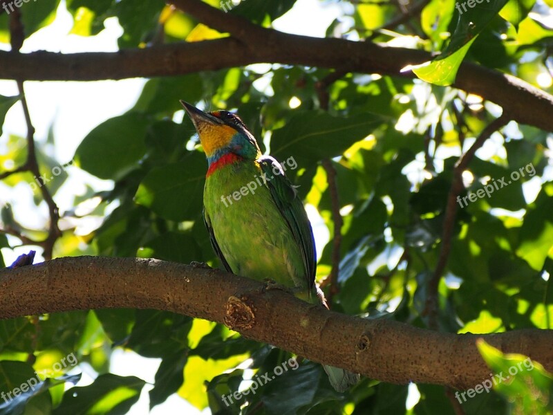 Colored Birds Monk Quasi Woodpecker Muller's Barbet Free Photos