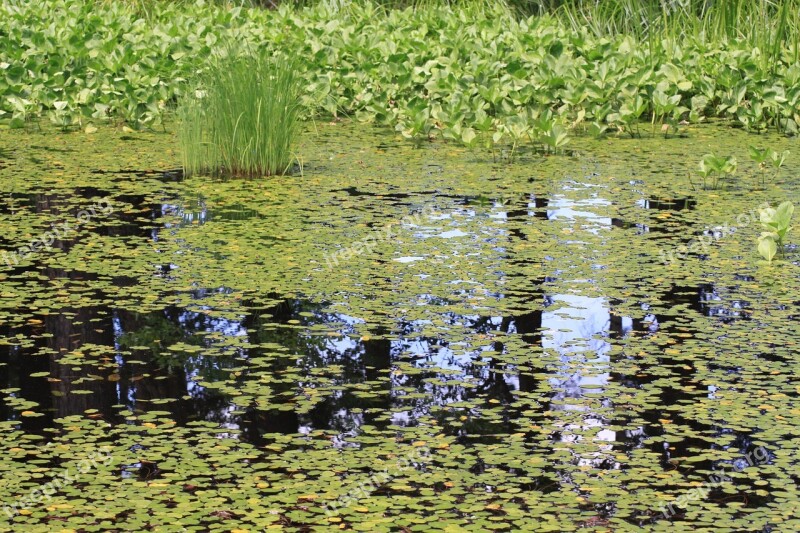 Water Surface Waterweed Real Image Virtual Image Quiet