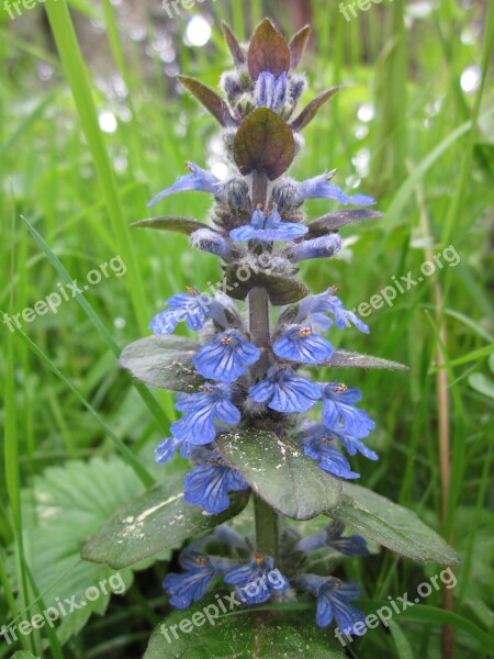 Ajuga Reptans Bugle Blue Bugle Bugleherb Bugleweed