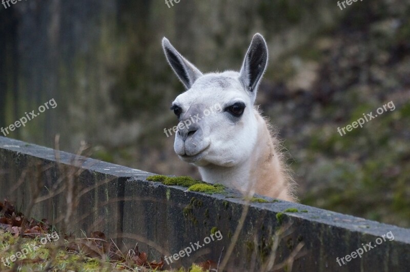 Lama Relaxed Enjoy Free Photos