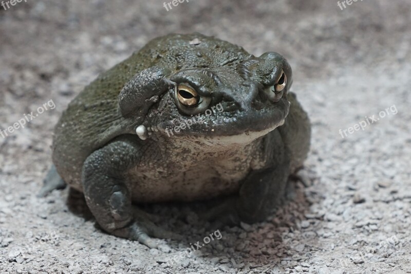 Toad Zoo Terrarium Free Photos