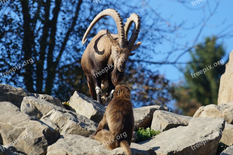 Capricorn Monkey Zoo Animal World Free Photos