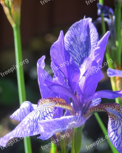 Iris Flower Shage Violet Free Photos