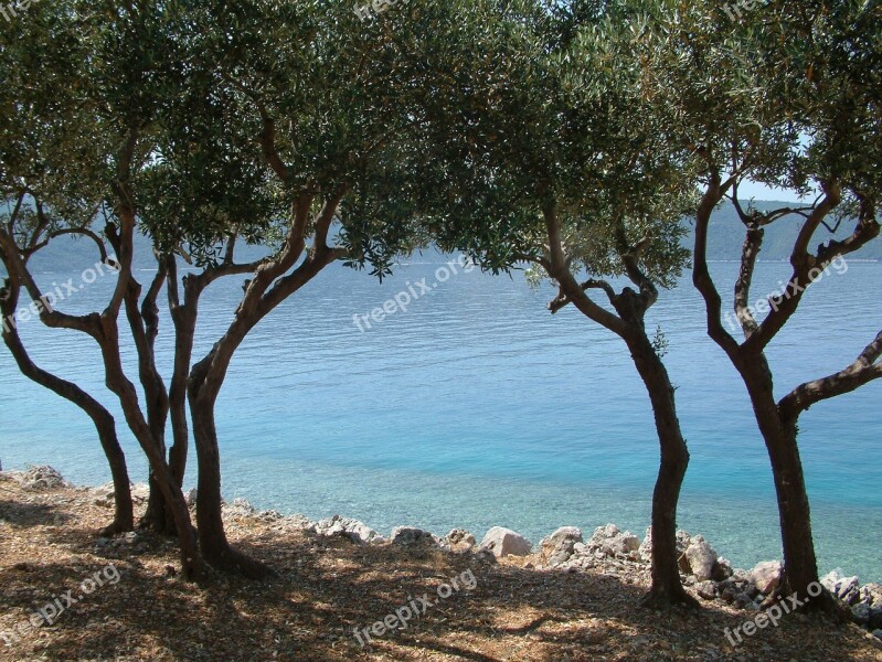 Sea View Tree Sight Sea Mediterranean