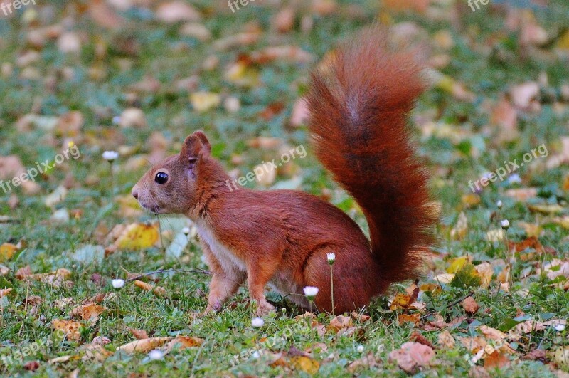 Squirrel Nager Cute Nature Rodent