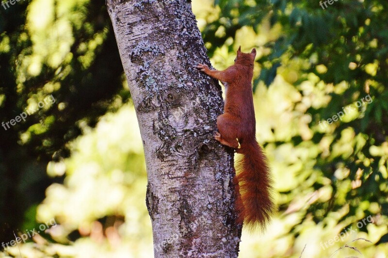 Squirrel Nager Cute Nature Rodent