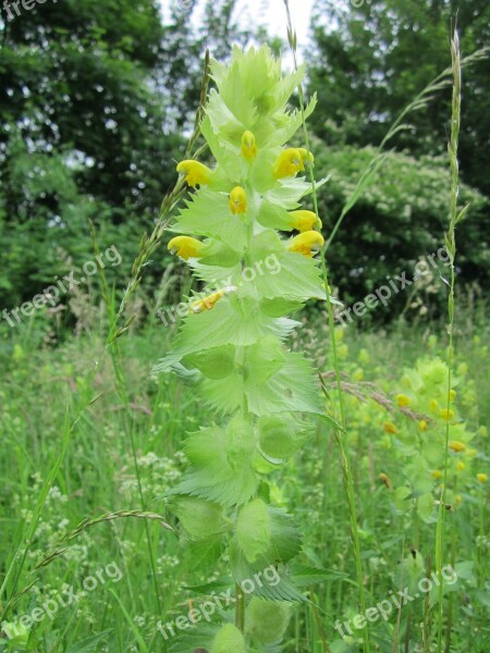 Rhinanthus Rattle Wildflower Plant Flora