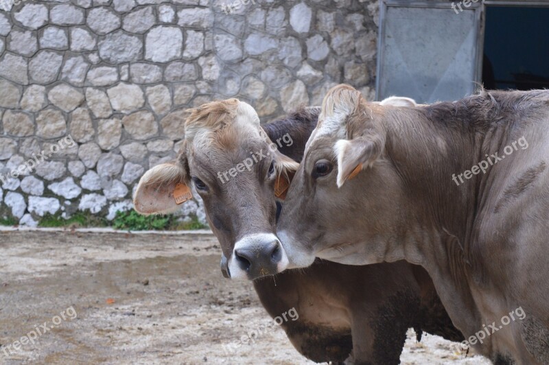 Cow Farm Love Free Photos