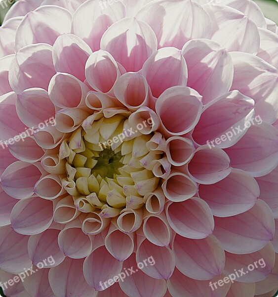 Flowers Dahlias Flower Garden Pink Autumn