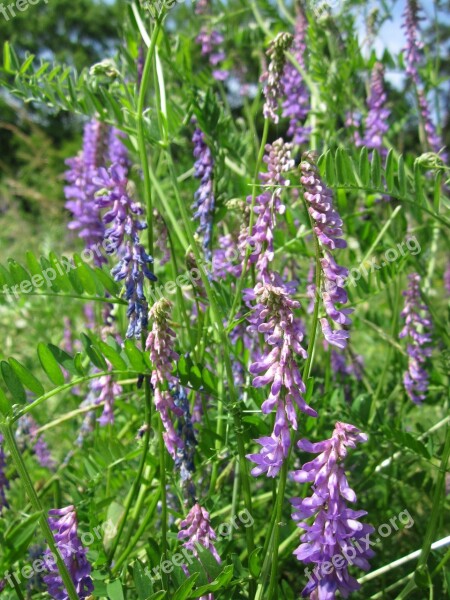 Vicia Villosa Hairy Vetch Fodder Vetch Winter Vetch Wildflower