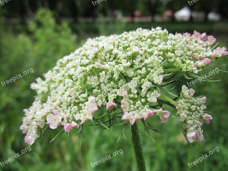 Daucus Carota Wild Carrot Bird's Nest Bishop's Lace Queen Anne's Lace