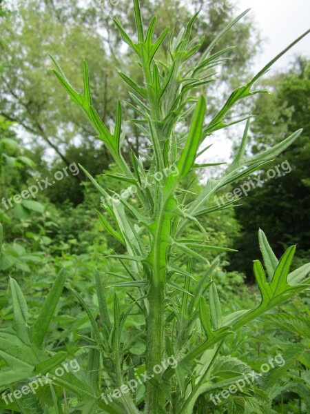 Carduus Thistle Wildflower Prickly Flora