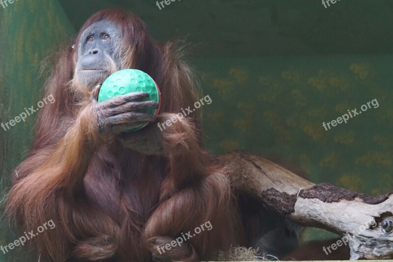 Monkey Oran Utan Dreamy Free Photos