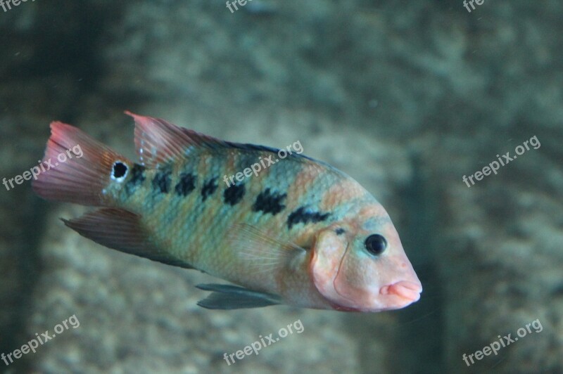 Fish Tropical Fish Underwater Aquarium Free Photos