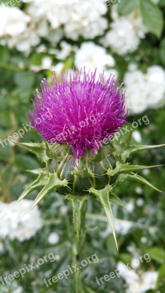 Nature Thistle Mary Thistle Violet Blossom