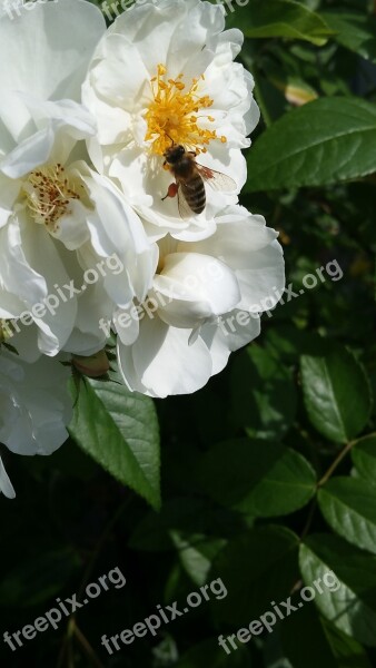 Rose Shrub Rose Bee Nature Blossom Bloom