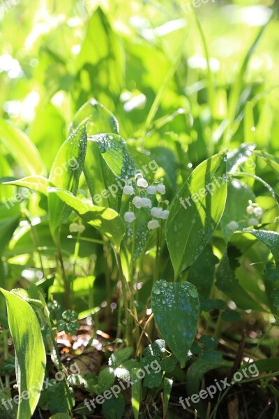 Lily Of The Valley Japan Lily Of The Valley Ran Flowers Free Photos